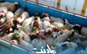 حمل دام و طیور در اصفهان