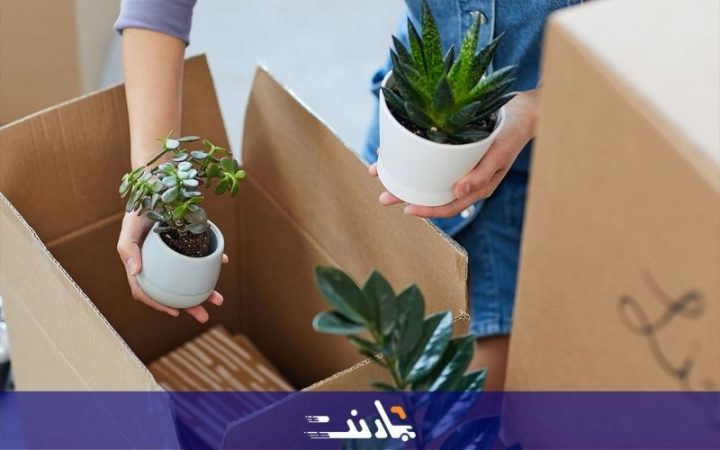 فوت و فن و نکات جابجایی گیاهان در اسباب کشی | بارنت